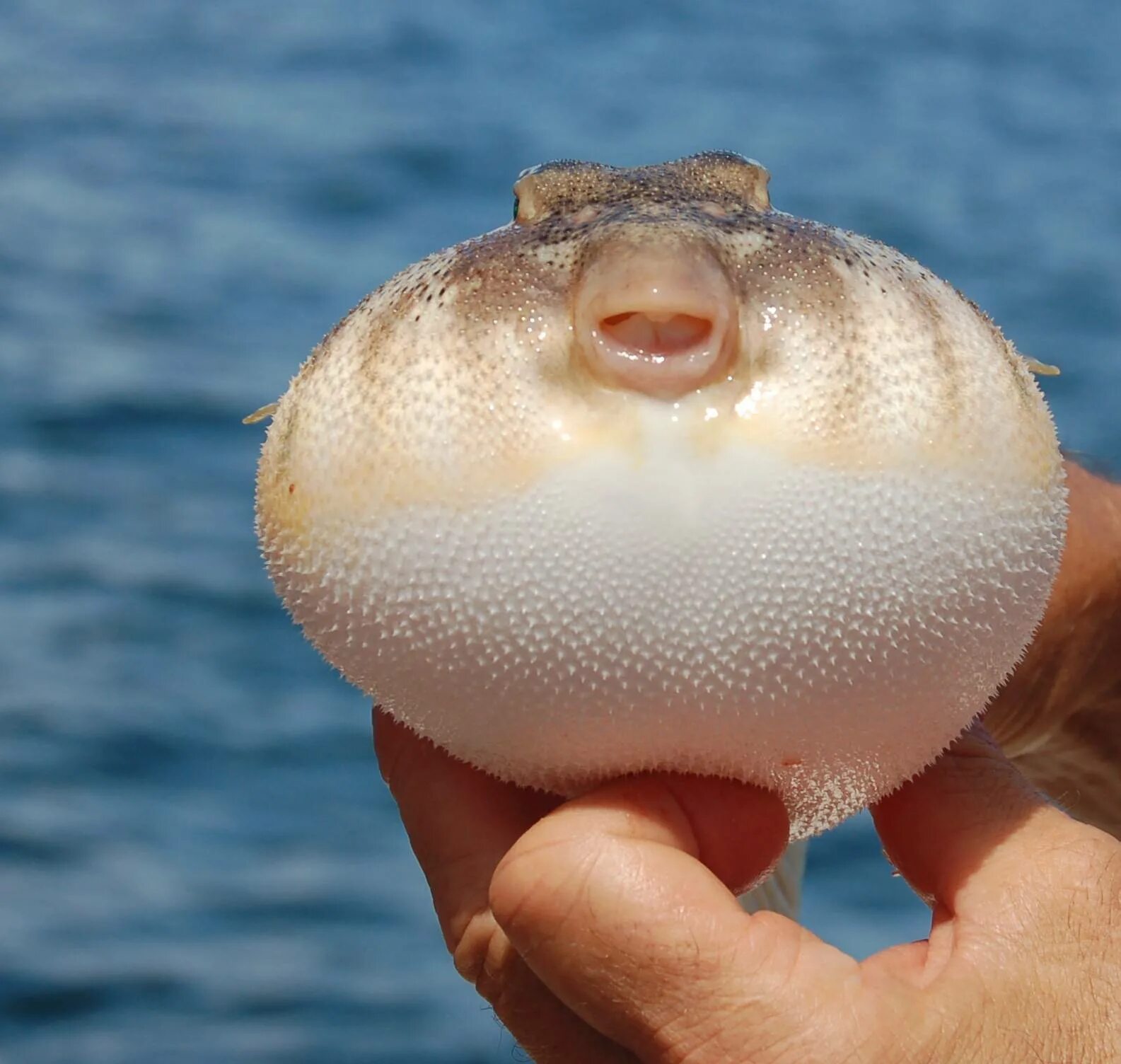 Куля рыба. Фугу (рыба-шар). Pufferfish рыба. Яд иглобрюха. Рыба фугу толстая.