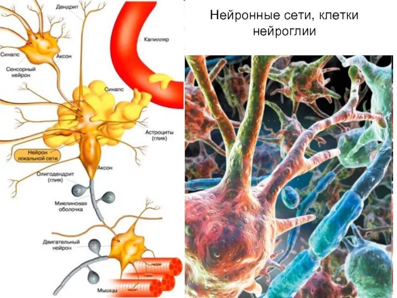 Вспомогательные нервные клетки. Строение нейрона и глия. Глиальные клетки нервной ткани. Строение нервной клетки глии. Строение нейрона и нейроглии.