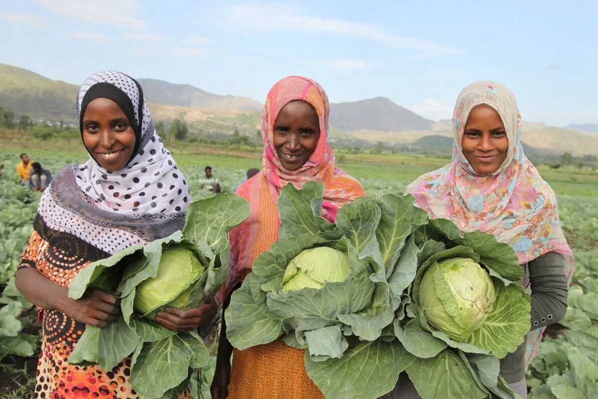 Сомали сельское хозяйство. Эфиопия сельское хозяйство. Земледелие сомалийцев. Промышленность и сельское хозяйство Эфиопии.
