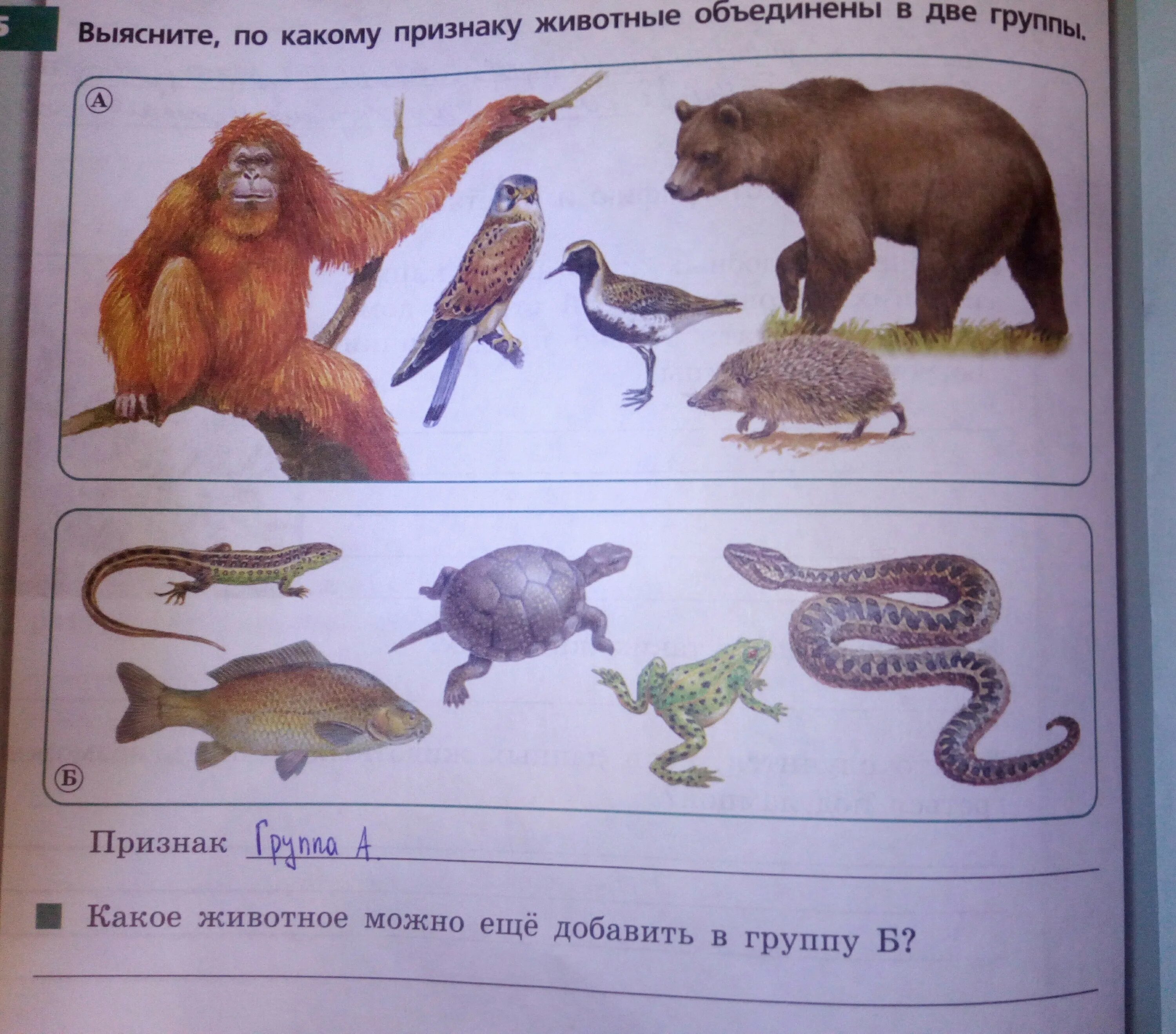 Для каждого животного из первого