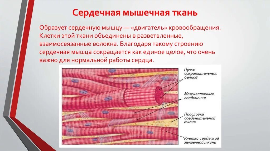 Клетки поперечно-полосатой сердечной мышечной ткани. Сердечной поперечнополосатой мышечной ткани. Строение сердечной мышечной ткани. Сердечная ткань клетки. Сердце образовано клетками