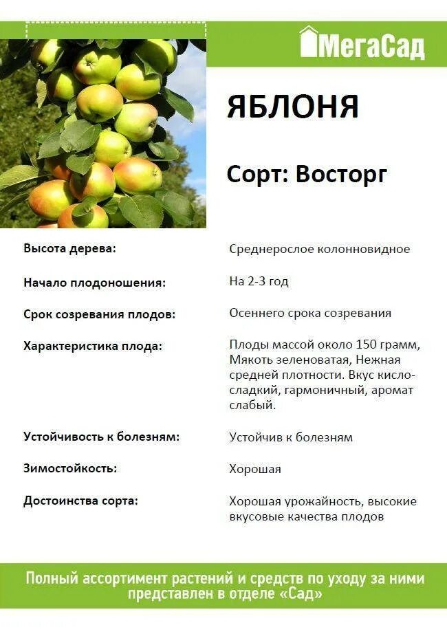 Яблоня восторг описание сорта. Яблоня колоновидная валюта. яблоня колоновидная останкино. яблоня валюта колоновидная описание.