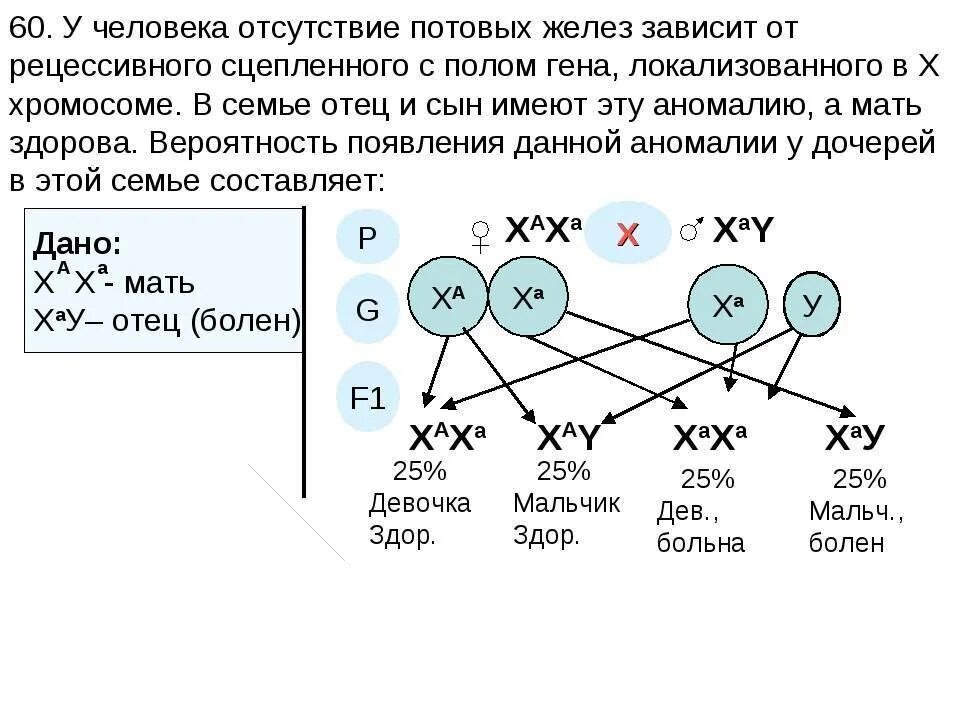 Сцеплен с полом рецессивный задачи. Задачи по генетике с полом. Задачи по генетике генотип пола. Отсутствие потовых желез сцепленное с полом. Почему у женщин имеющих в генотипе