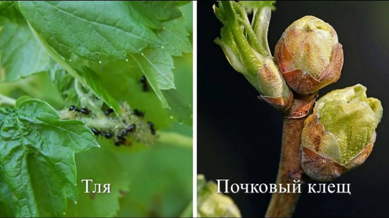Клещ на смородине фото - DelaDom.ru