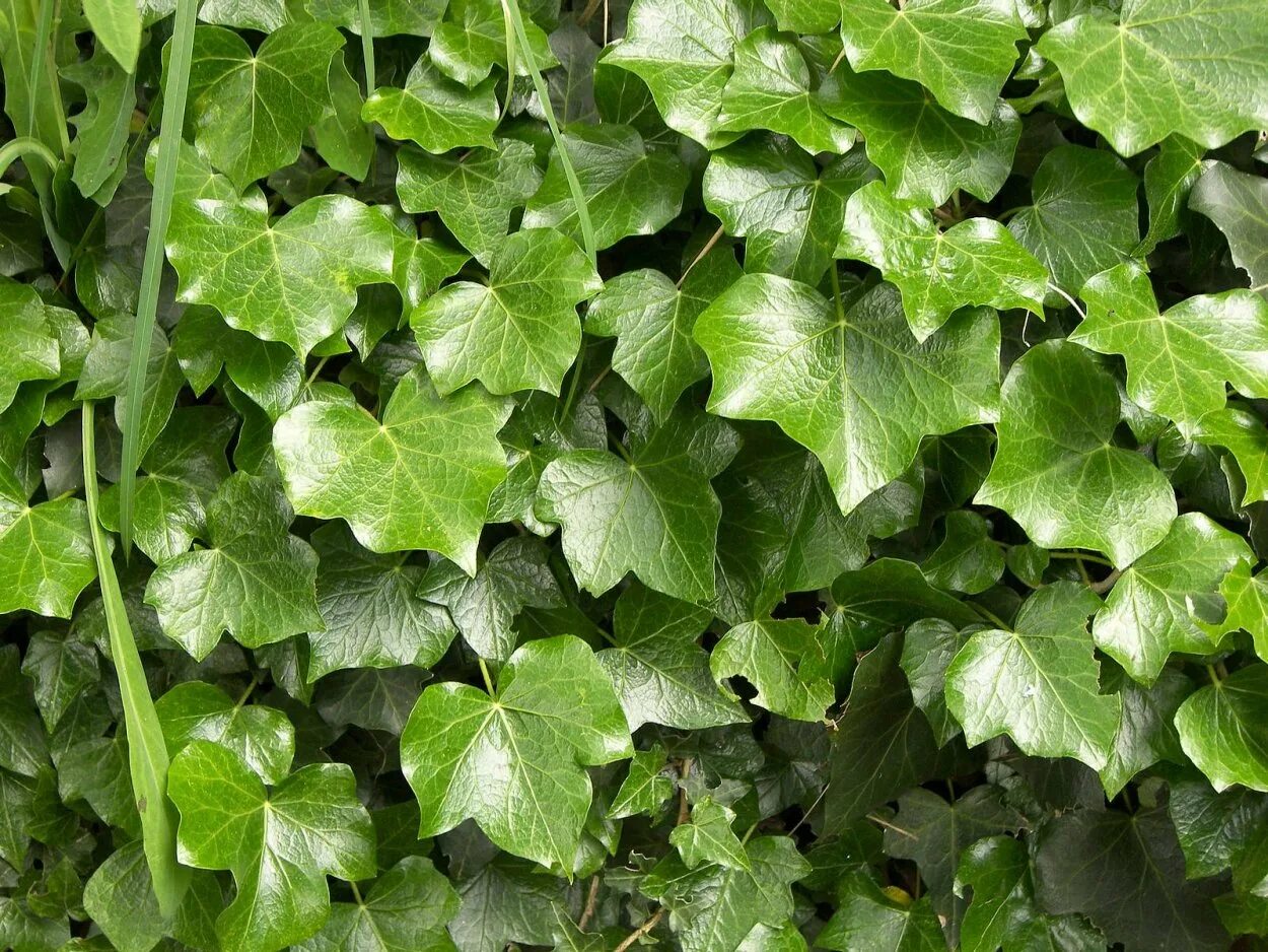 Плющ обыкновенный (hedera). Плющ обыкновенный "woerner". Плющ крымский. Плющ колхидский hedera colchica. Хедера садовый плющ.
