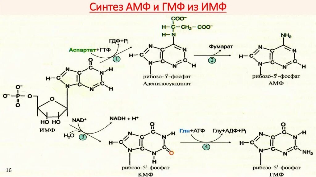 Гмф биохимия. Резервный путь биосинтеза амф, гмф. схема синтеза имф. амф, имф, гмф.. схема синтеза амф и гмф из имф. схема синтеза имф амф амф гмф. схема образования амф из имф.
