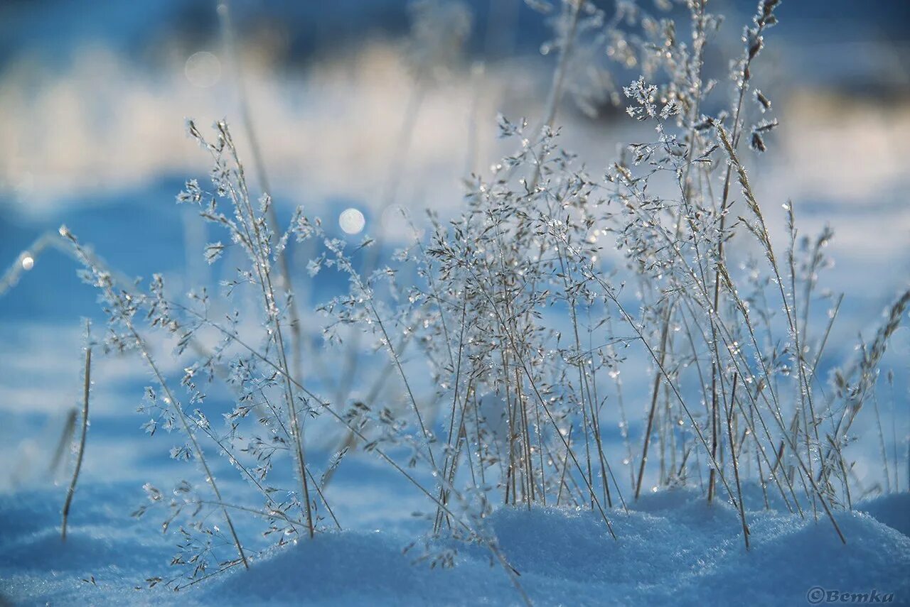 Русский запах снега. Весенние заморозки. Весенние морозная прохлада. Былинки под снегом.