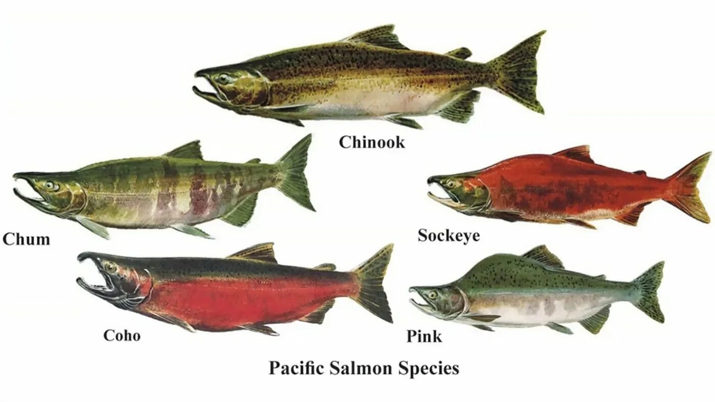 Лосось кета горбуша отличия. Тихоокеанский лосось горбуша. Форель кижуч кета различия. Красная рыба семейство горбуши. Породы красных рыб