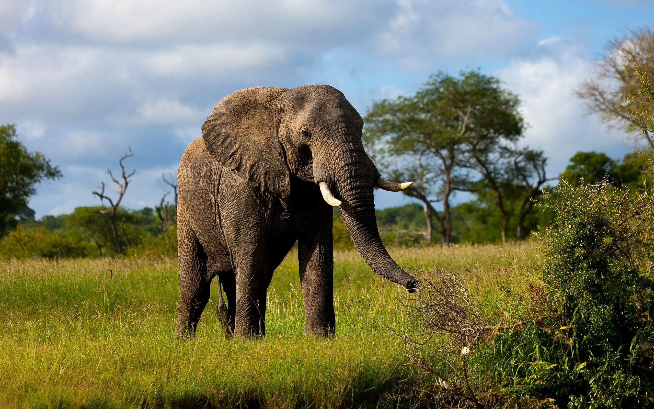 Крупные животные Африки. Африка природа и животные. Слон и Жираф. An Elephant can Run.