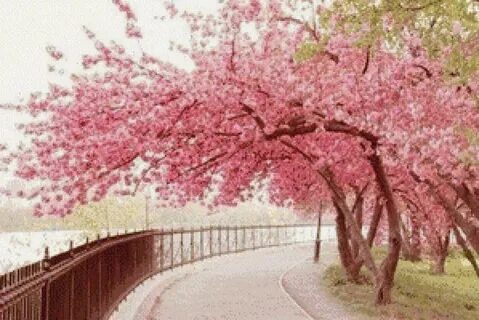 Cherry park