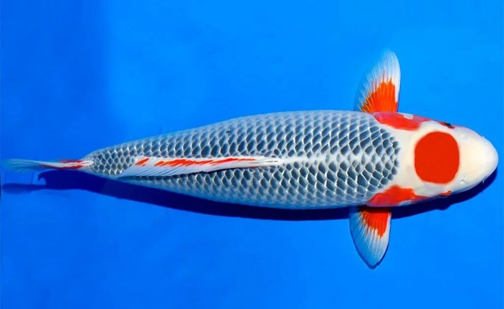 File:Koi mit Zierfischfutter.JPG - Wikipedia