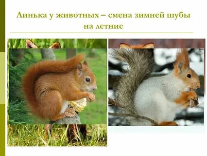 Когда меняют окрас