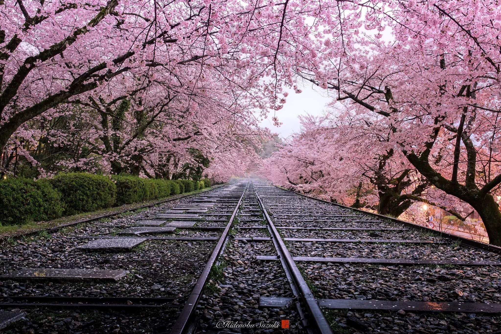 Yellow spring road япония. Япония Сакура. Цветение Сакуры. Цветение японской Сакуры. Цветущая Сакура в Японии.