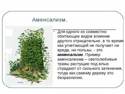 Плющ и дуб