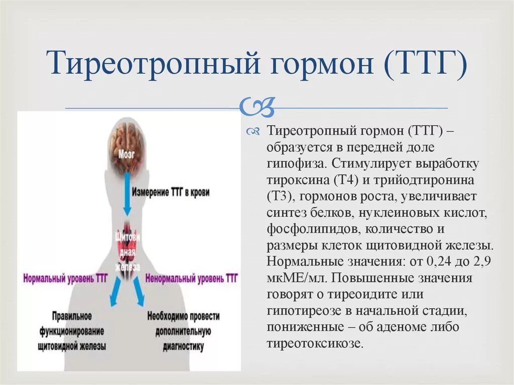 Выделяет тиреотропный гормон