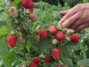 Садоводы Удмуртии с 4 по 7 мая смогут приобрести надежные саженцы для богатого у