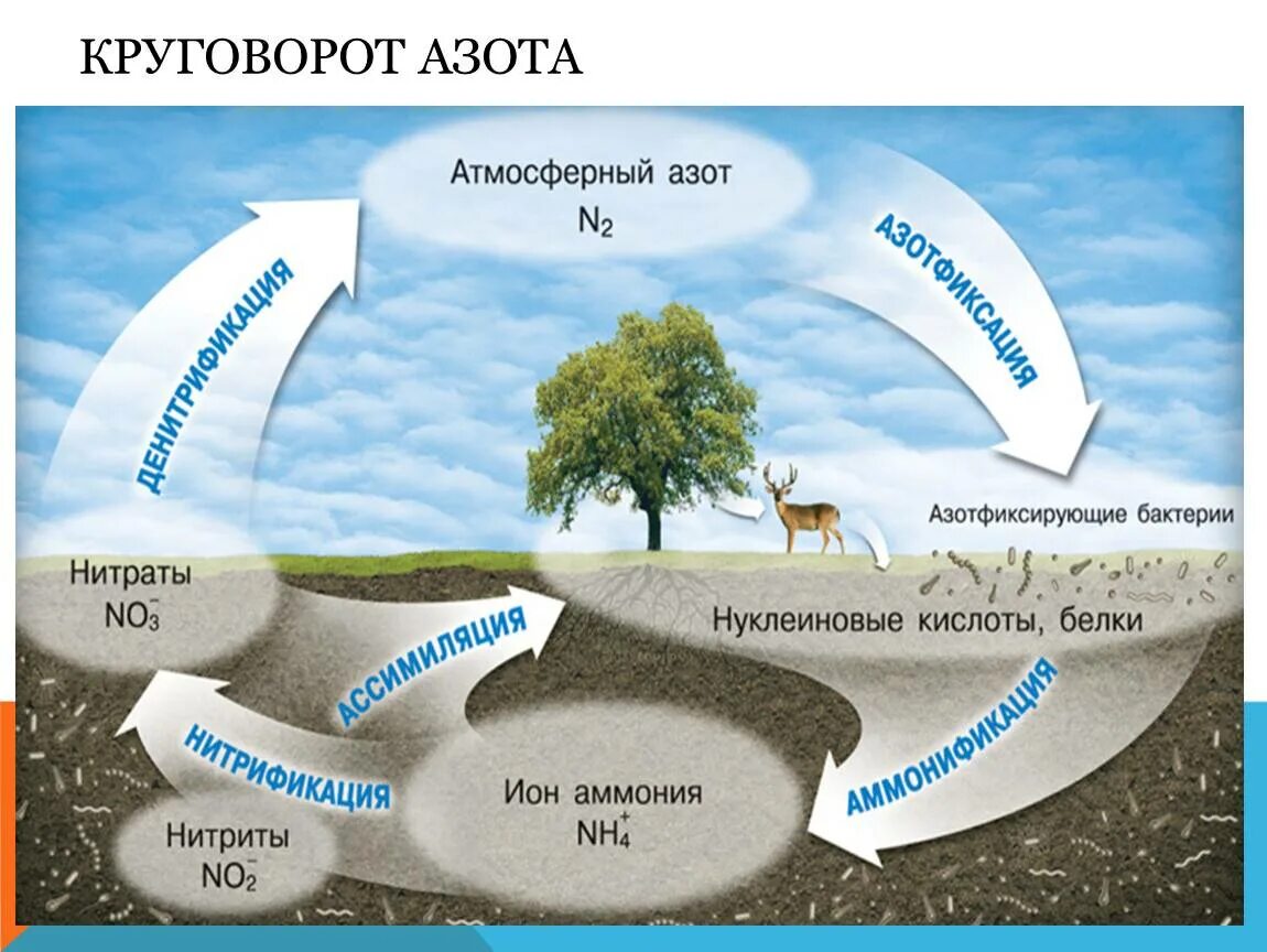 Экологическая составляющая воды. Круговорот ахота в биосфеое. Круговорот азота и углерода в природе схема. Нитраты. Круговорот азота в природе. Круговорот азота в биосфере схема.