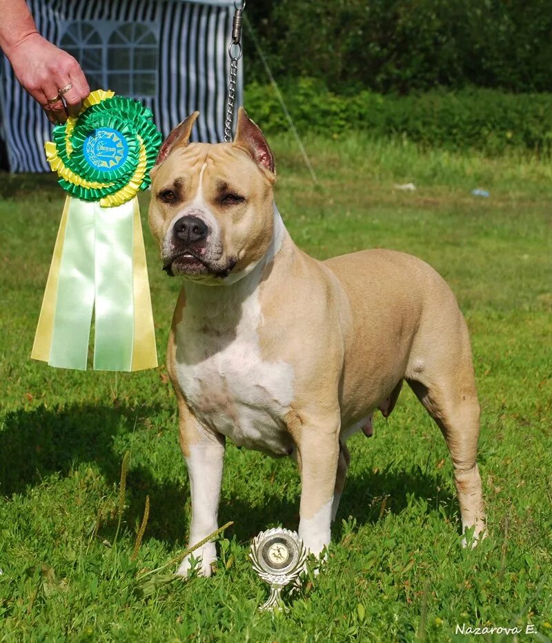 стаффордширский терьер купированные. приют стаффордширских терьеров. стафф терьер некупированный. питомник стаффордширских терьеров. приют стаффордширских терьеров.