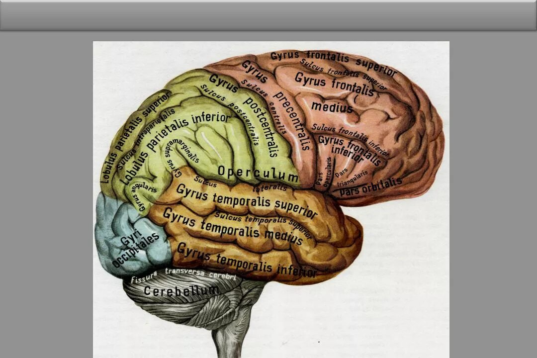 Извилины мозга центры. Борозды и извилины головного мозга. Борозды и извилины больших полушарий. Борозды и извилины коры больших полушарий.