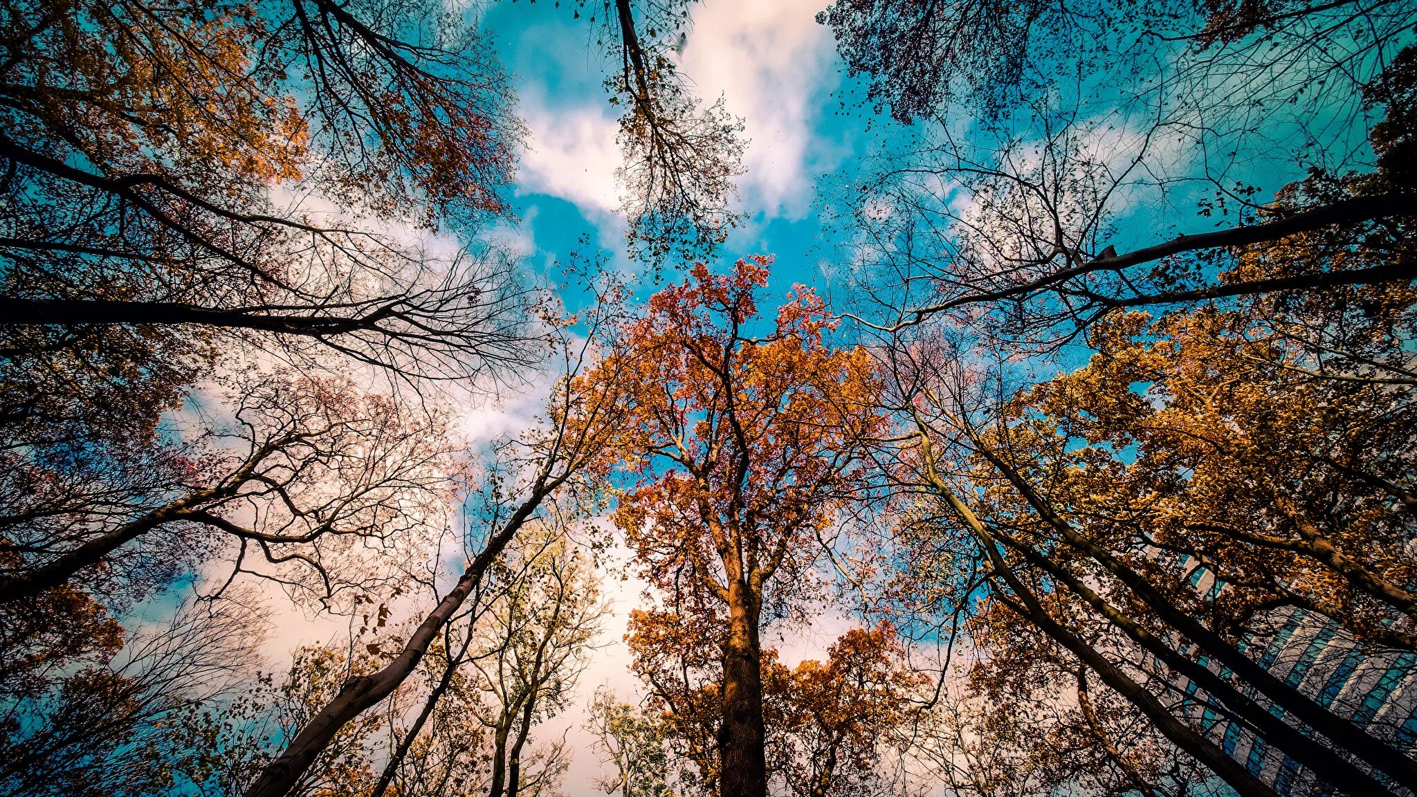Верхушки осенних деревьев. Обои дерево. Осень верхушки деревьев. Ветер верхушки деревьев. Осеннее дерево.