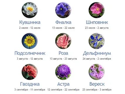 Как узнать кто ты по цветочному гороскопу