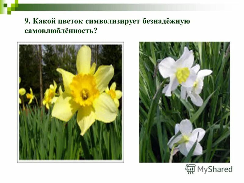 нарцисс ёрлишер. девиз нарциссов. легенда о нарциссе. цветок символизирующий самовлюбленность. цветок символизирующий самовлюбленность.