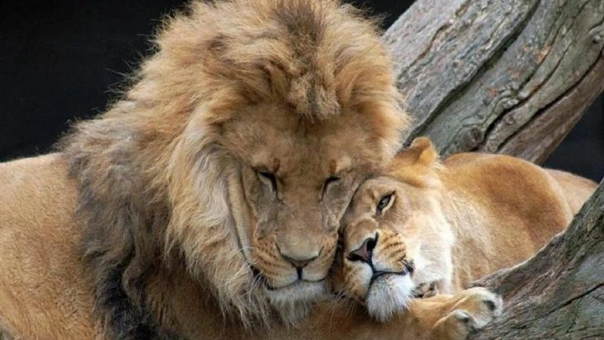 Лев. Львица. Лев и львица. Львы любовь. Хочу быть зверем