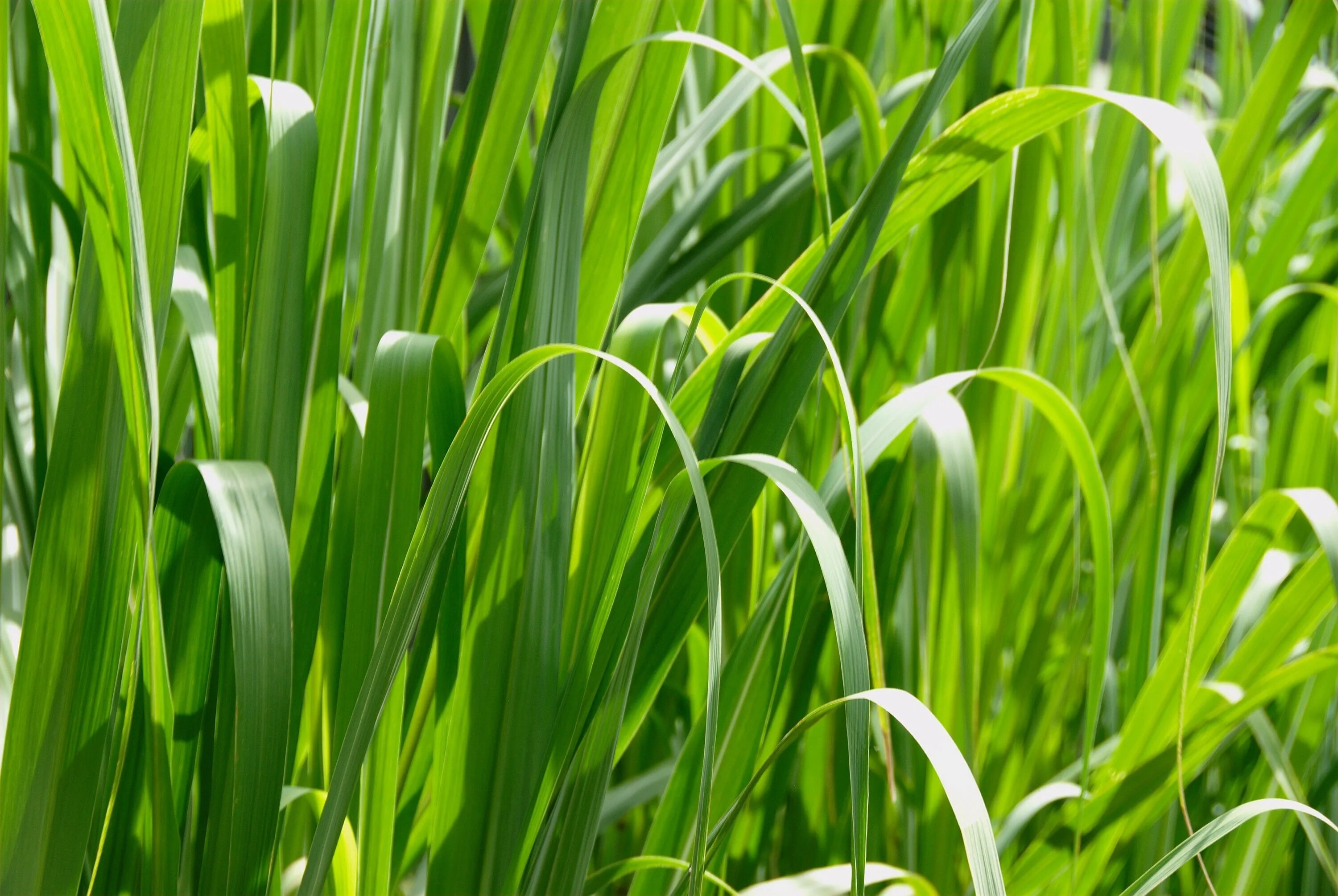 Grass plant. Пальмароза. Пальмароза цветок. Пальмароза растение фото. Цимбопогон травы.