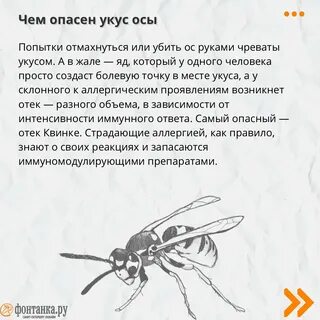 Откуда дома осы