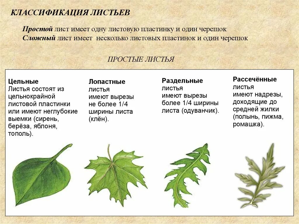 Классификация листов по жилкованию листьев. Каковы принципы классификации листьев?. Морфологическая классификация листьев. Простые листья.