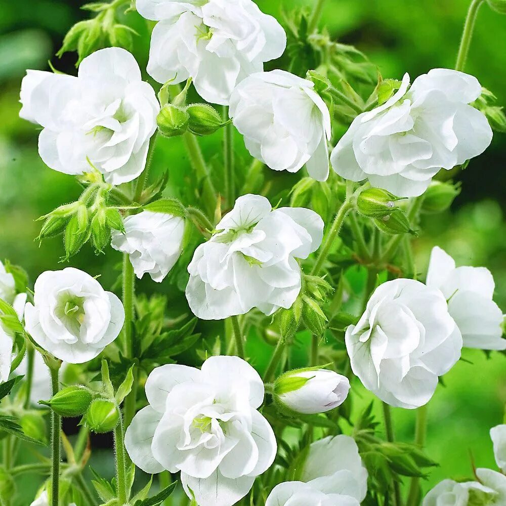 Герань Луговая Laura. Герань Луговая []* (Geranium pratense. Герань "Laura" (Geranium pratense).