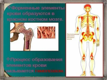 Форменные элементы образуются в костном мозге