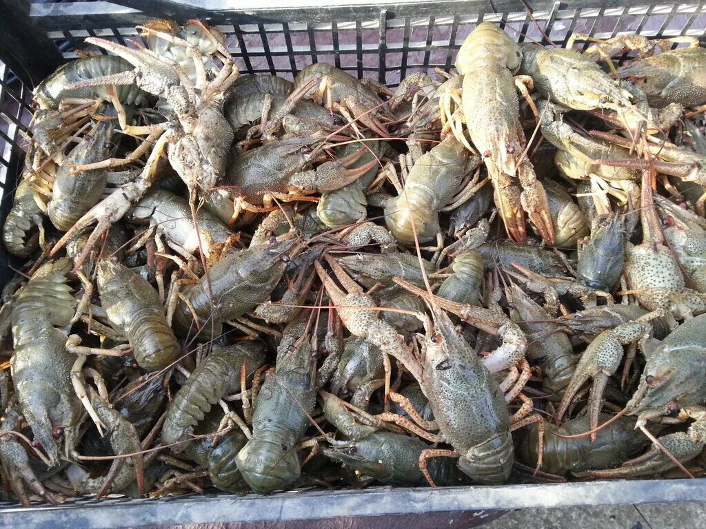 как хранить в живых рачки. Astacus. что нужно чтобы держать раков?. жить без рака. рыба, река, рак.