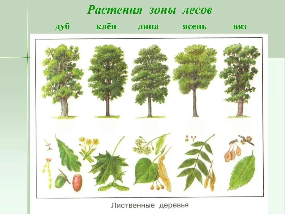 Какие есть лиственные деревья. Деревья клен дуб осина ясень. Клен ясень вяз липа рябина. Ясень клен липа. Плоды ясеня клена и липы.