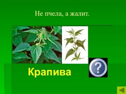 Крапива жгется или жжется