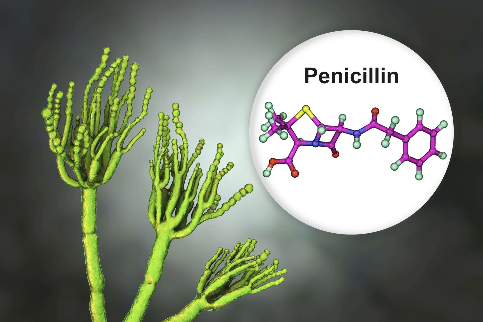 Грибы в биотехнологии. Пенициллиум (Penicillium). Плесень пенициллиум. Пенициллин рисунок. Penicillium антибиотики.