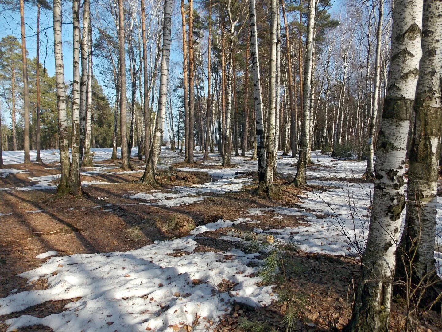 весенний лес. март природа. помните каким шумным был подмосковный лес весной. лес ранней весной. весна в лесу.