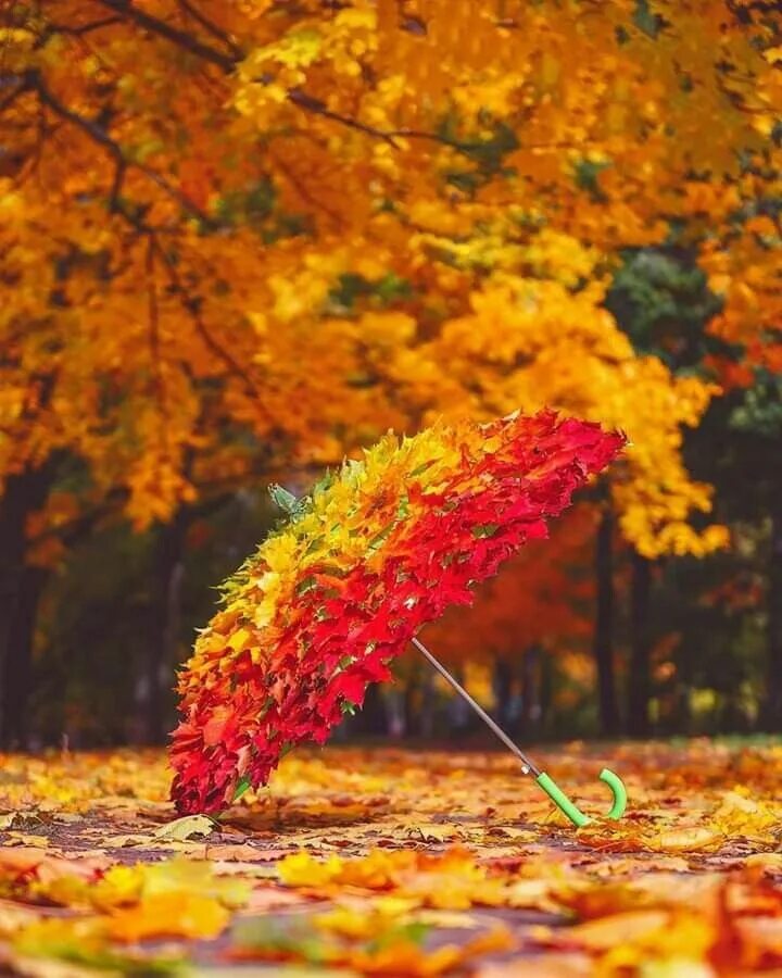 Настроение осень картинки. Осень. Осеннее настроение. Осенний зонтик. Осень картинки.