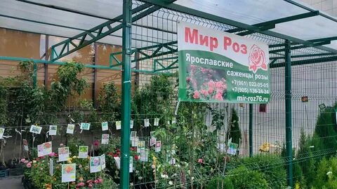 Мир роз 76