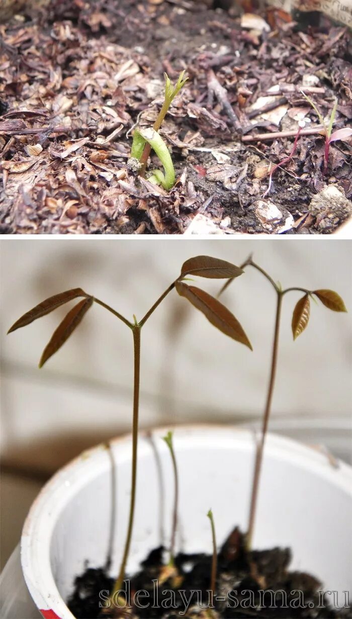 Как вырастить семена личи. Рамбутан росток. росток личи из косточки. личи проросток. росток личи из косточки в домашних.
