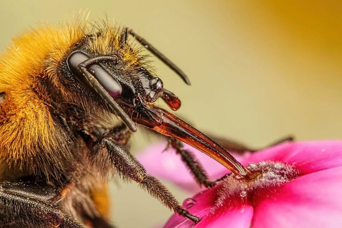 Ротовая полость насекомых. Хоботок шмеля. Перепончатокрылые Шмель. Мандибулы пчелы. Хоботок пчелы.