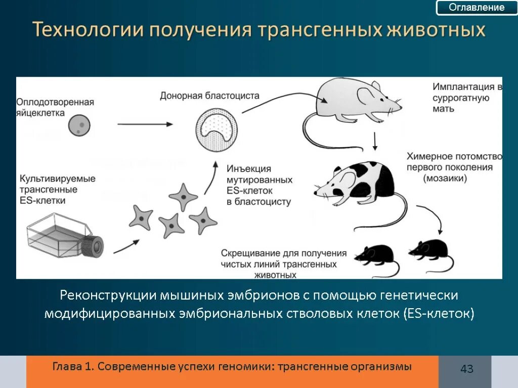 Технология животных. Схема трансформации животных методом микроинъекции. Схема получения трансгенных животных. Получение трансгенных организмов. Метод микроинъекции в получении трансгенных животных.