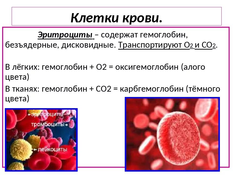 Клетки крови гемоглобин. Эритроциты содержат гемоглобин. Клетки крови являющиеся носителями гемоглобина. Железо в эритроцитах. Безъядерные элементы крови