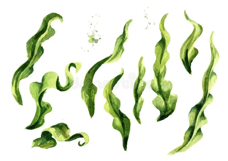 Seaweed algae Laminaria. Акварель водоросли ламинарии. Водоросли вектор. Водоросли иллюстратор.