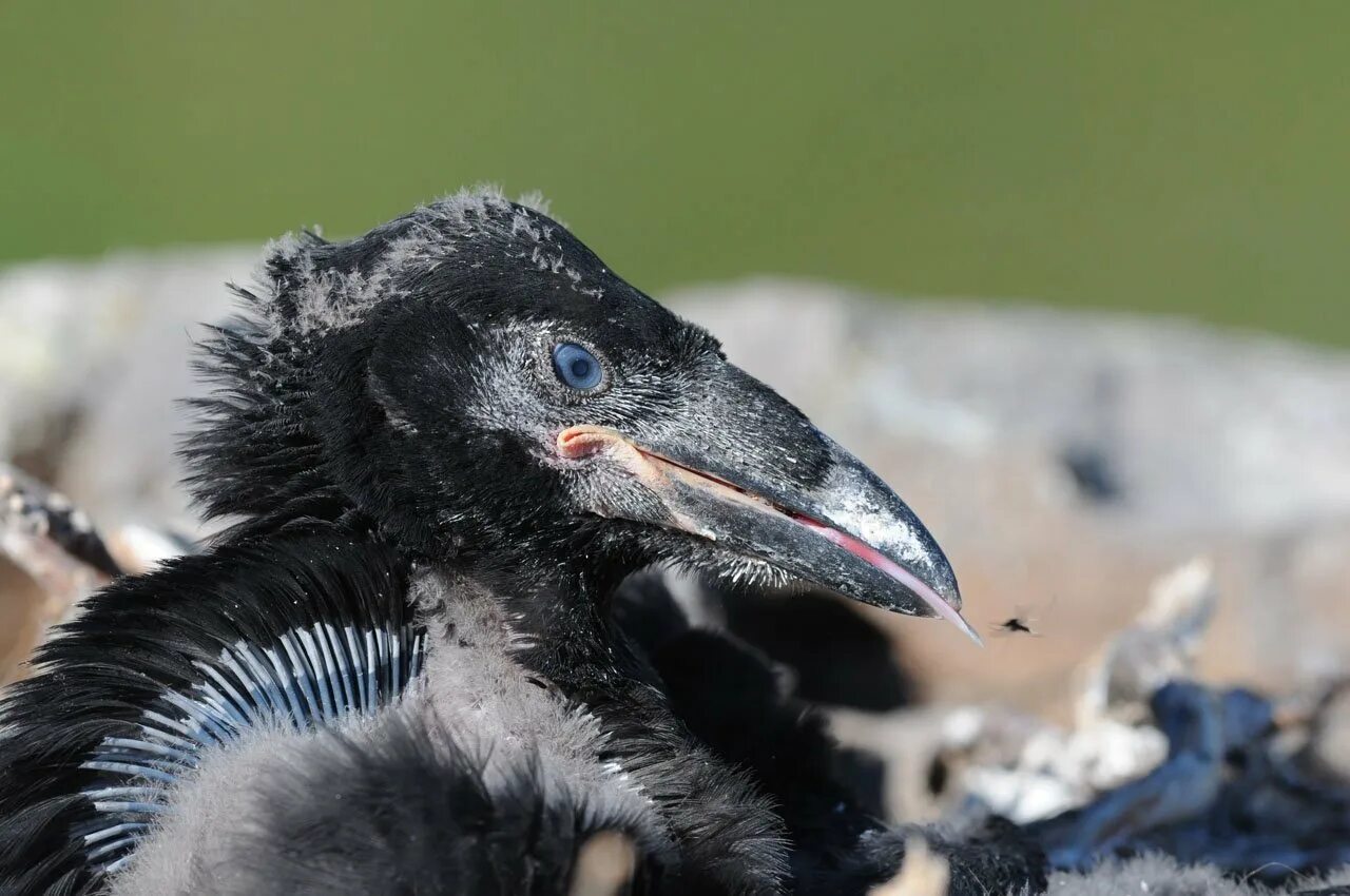 Вороненок. Птенцы грача грачата. Слеток черного ворона. Птенцы слётки вороны. Вороненок игрушка.