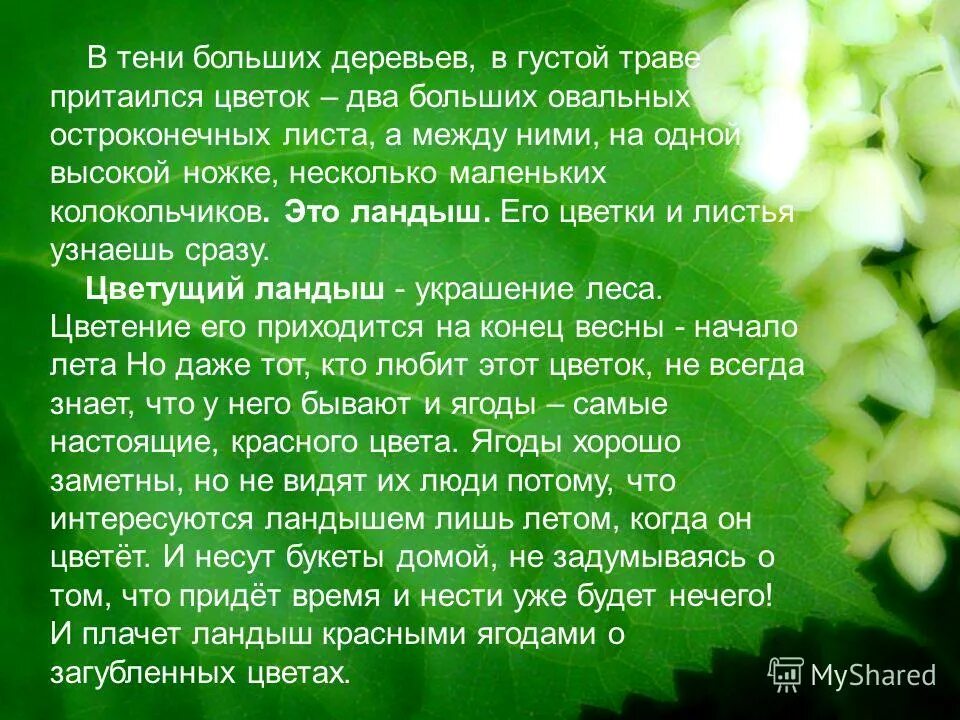 Японский дуб мидзунара. Текст под тенью двух громадных деревьев. Красивое дерево. Иггдрасиль дерево арт. Большие диктанты.