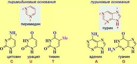 Пурин основание. Пурины и пиримидины. пурины и пиримидины строение. пурин, пиримидин (аденин, гуанин, тимин, урацил, цитозин) формула.