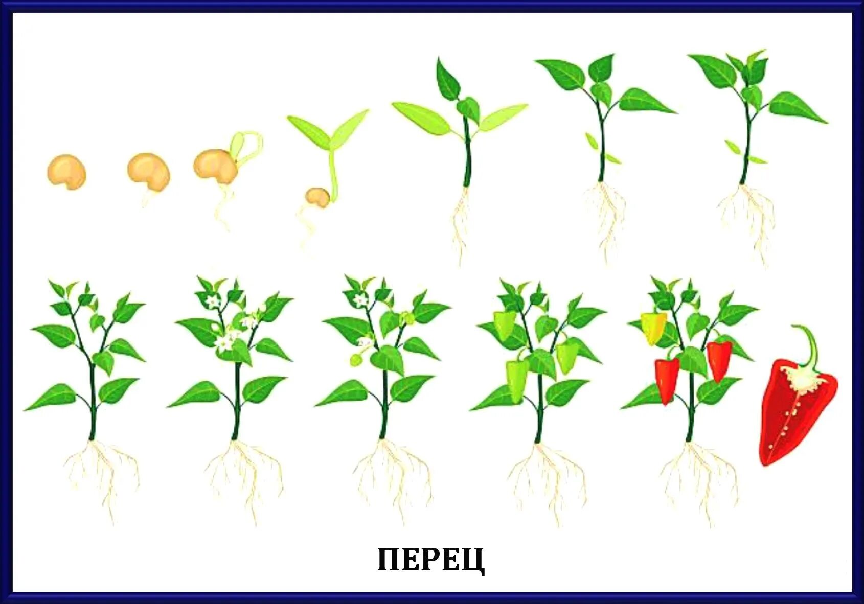 Этапы роста перца. Болгарский перец этапы роста. Рост растений перец. Этапы роста цветка. Перец группа растений