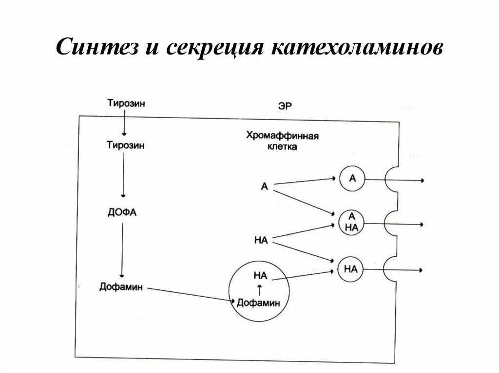 Синтез тиреоидных гормонов биохимия схема. Секреция синтезированных. Саморегуляции секреции кортизола. Секреция синтезированных. Глюкагон синтезируется в.