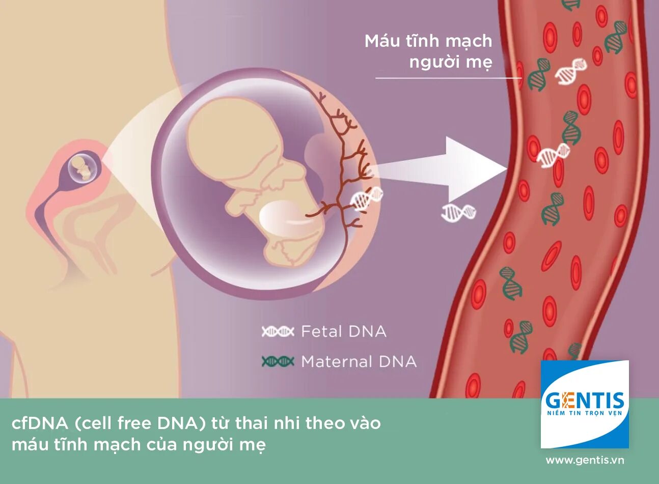 Днк тест беременной. Фетальная ДНК. Фетал дна тесты. NIPT тест. NIPT (non-invasive Prenatal Testing).